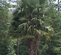 Windmill Palm - Trachycarpus fortunei