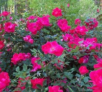 Original Red Knock Out Rose Original Red Knock Out Rose