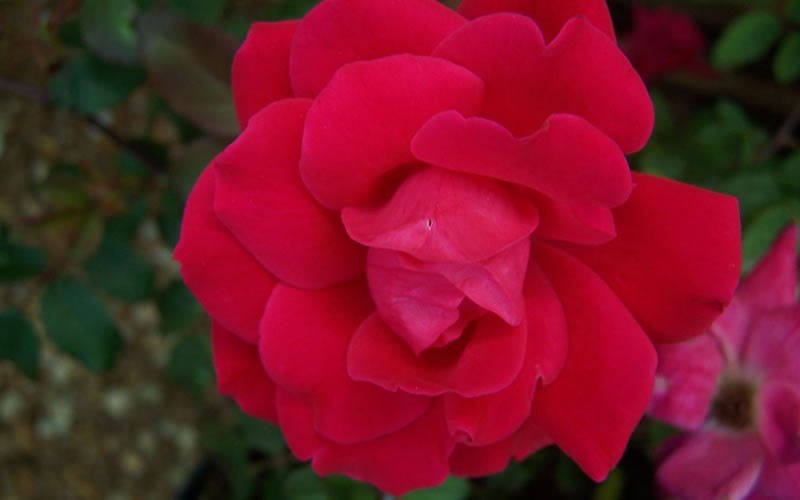 Double Knock Out Red Rose Photo 4