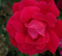 Double Knock Out Red Rose