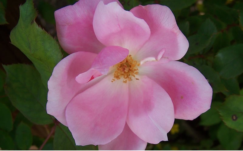 Pink Knock Out Rose Photo 2