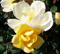 Sunny Knock Out Yellow Rose