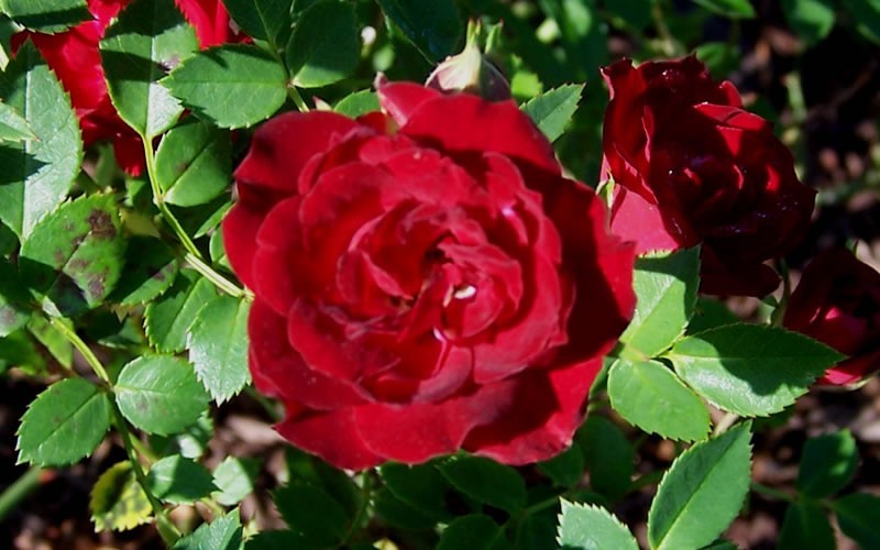 Red Cascade Rose  Photo 1