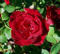 Red Cascade Rose 