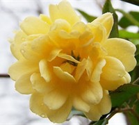 Lady Banks Yellow Rose