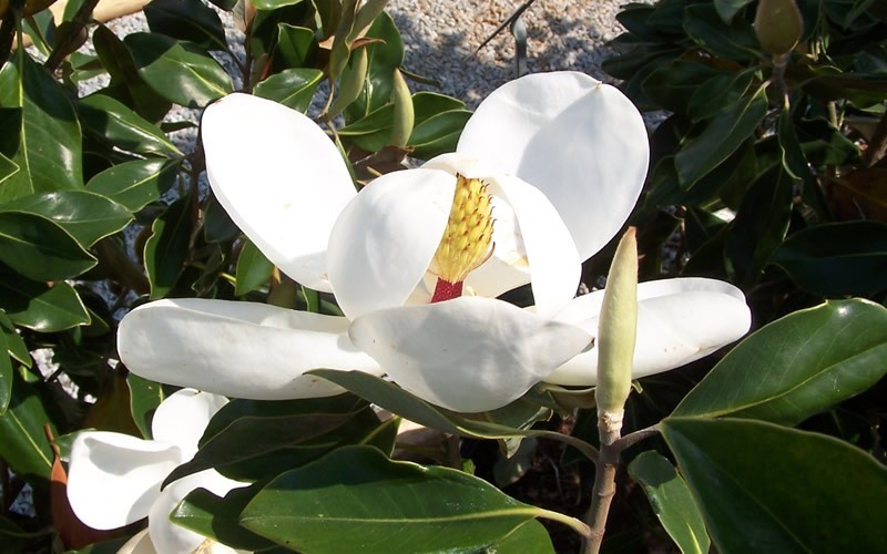 Little Gem Dwarf Southern Magnolia Photo 11