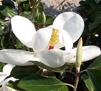 Little Gem Dwarf Southern Magnolia