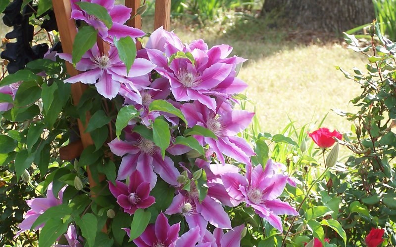 Nelly Moser Clematis Photo 2