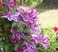 Nelly Moser Clematis