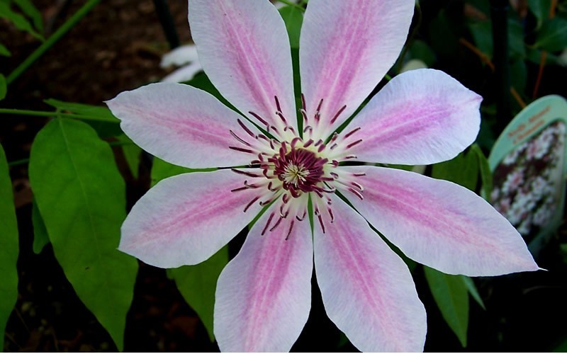 Nelly Moser Clematis Photo 3