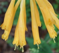 Yellow Trumpet Honeysuckle Vine - Lonicera sempervirens 'Sulphurea'