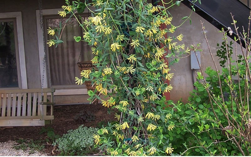 Yellow Trumpet Honeysuckle Vine - Lonicera sempervirens 'Sulphurea' Photo 2