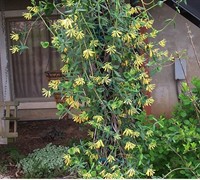 Yellow Trumpet Honeysuckle Vine - Lonicera sempervirens 'Sulphurea'