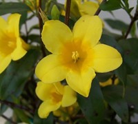 Carolina Yellow Jasmine Vine - Gelsemium sempervirens