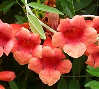 Madame Galen Trumpet Vine - Campsis tagliabuana