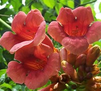 Madame Galen Trumpet Vine - Campsis tagliabuana