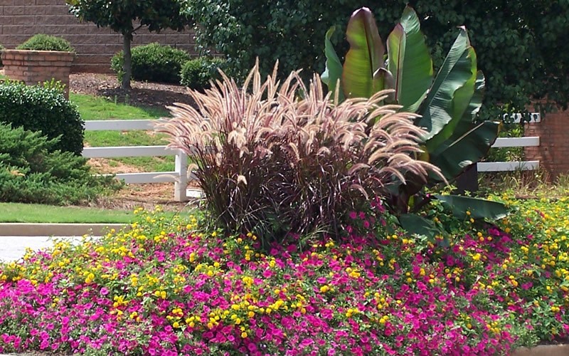 Rubrum Purple Fountain Grass Photo 3
