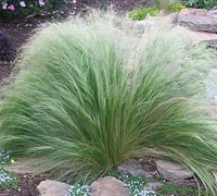 Shop Pony Tails Grass / Mexican Feather Grass - 10 Count Flat of Quart Pots