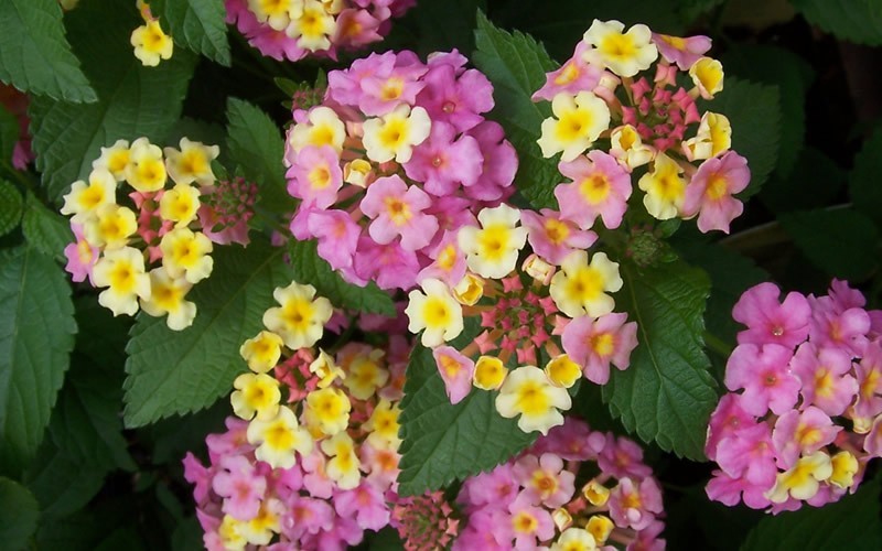 Anne Marie Lantana - 1 Gallon - Tropical Plants - Flowering | ToGoGarden