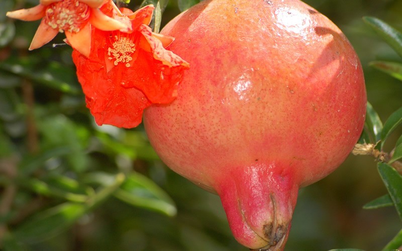Wonderful Hardy Pomegranate Photo 2