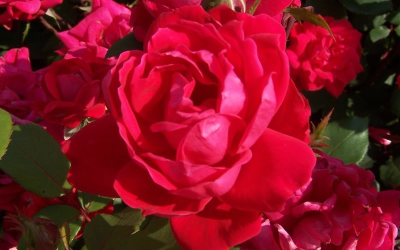 Double Knock Out Red Rose Photo 1