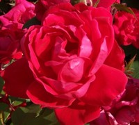 Shop Double Knock Out Red Rose - 1 Gallon