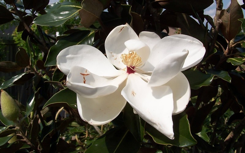 Little Gem Dwarf Southern Magnolia Photo 6