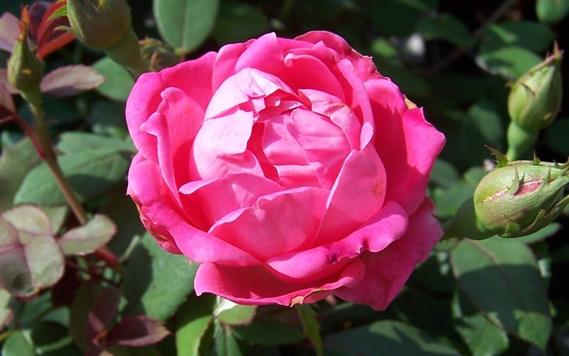 Double Pink Knock Out Rose Photo 4