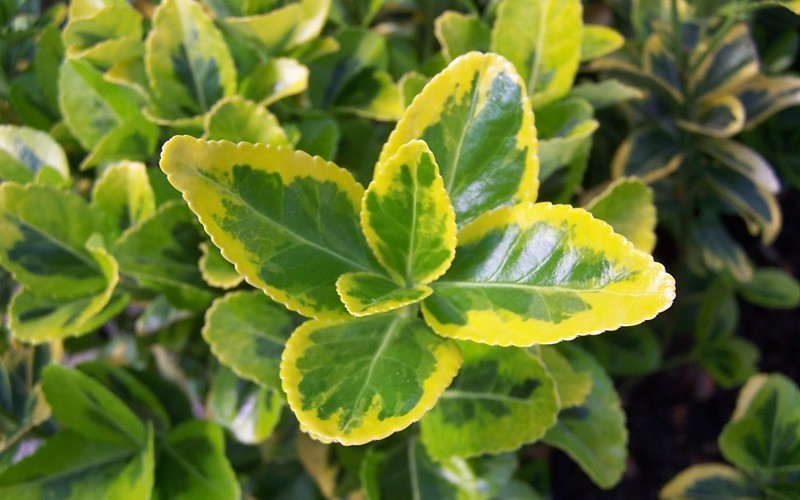 Golden Euonymus - Euonymus japonicus 'Ovatus Aureus' Photo 2