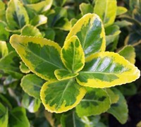 Golden Euonymus - Euonymus japonicus 'Ovatus Aureus'