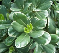 Variegated Pittosporum