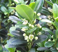 Compact Japanese Holly