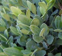 Green Mountain Boxwood - Buxus microphylla 'Green Mountain'