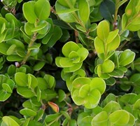 Wintergreen Boxwood