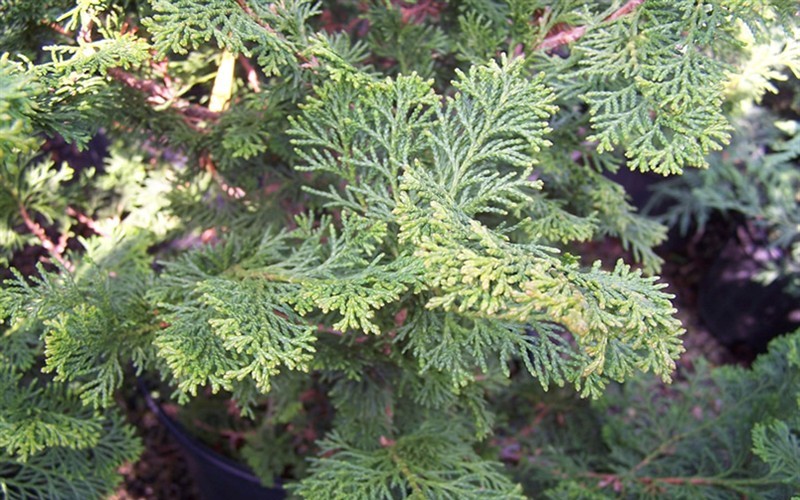 Slender Hinoki Cypress - 7 Gallon - Evergreen Trees | ToGoGarden