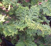 Shop Slender Hinoki Cypress - 1 Gallon