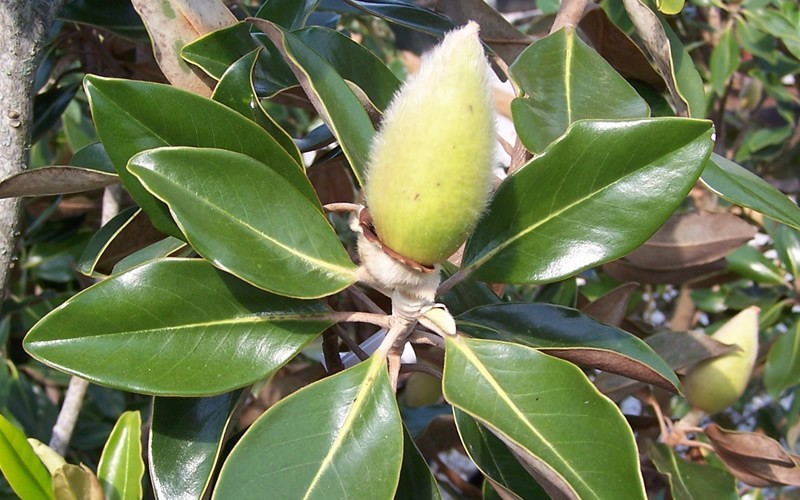 Little Gem Dwarf Southern Magnolia Photo 4
