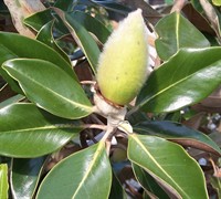 Little Gem Dwarf Southern Magnolia