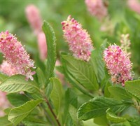 Ruby Spice Summersweet - Clethra alnifolia 'Ruby Spice'