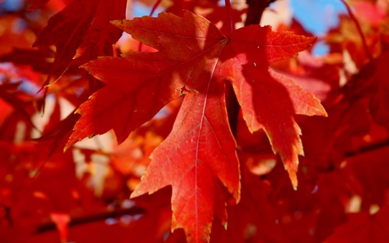 Autumn Blaze Red Maple Photo 2