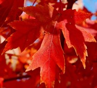 Autumn Blaze Red Maple