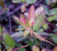 Bordeaux Dwarf Yaupon Holly