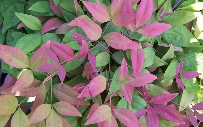 Blush Pink Nandina - 2.5 Quart - Shrubs for Spring Color | ToGoGarden