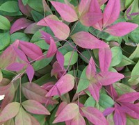 Shop Blush Pink Nandina - 2 Gallon