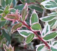 ConfettiÂ® Dwarf Abelia - Abelia grandiflora 'Confetti'