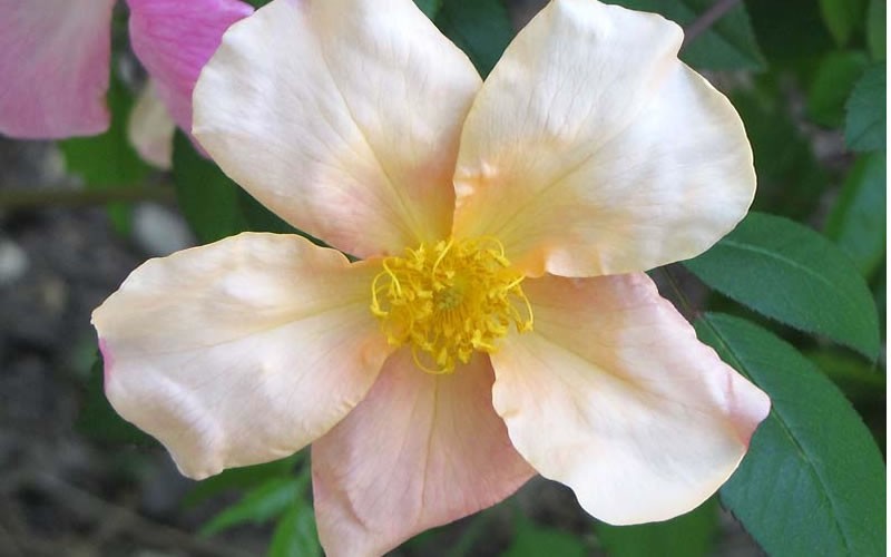 Chinese Butterfly Rose Photo 9