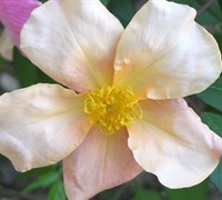 Chinese Butterfly Rose