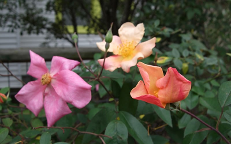 Chinese Butterfly Rose Photo 2
