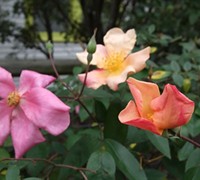 Chinese Butterfly Rose