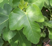 Brown Turkey Fig Tree